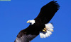 Aguila del Chapelco Aguila del Chapelco