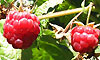 Chacra La Constancia Chacra La Constancia