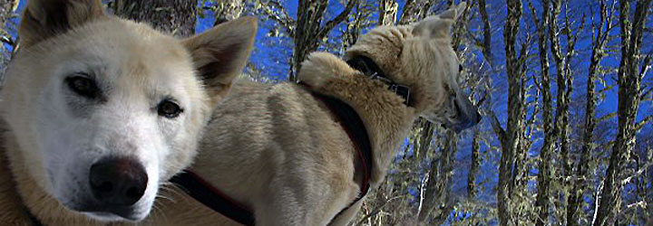 Veterinarias - Santiago Gaudio Veterinarias - Santiago Gaudio