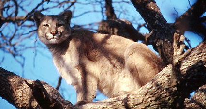 Puma Puma