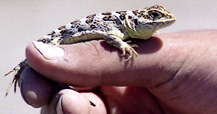 Lagartija Lagartija